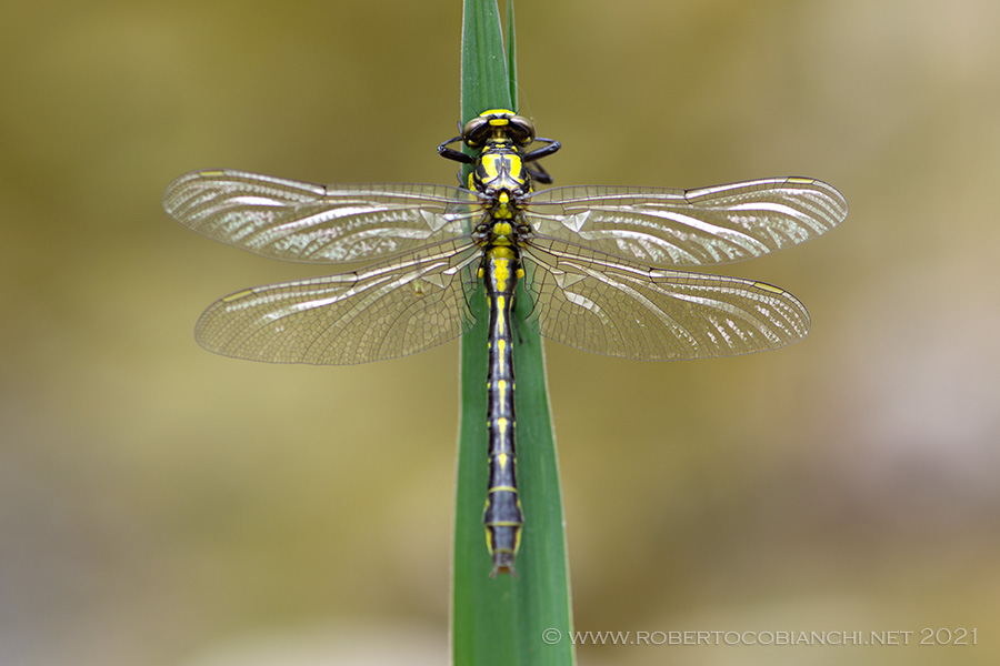 Da determinare: Gomphus vulgatissimus, maschio neosfarfallato